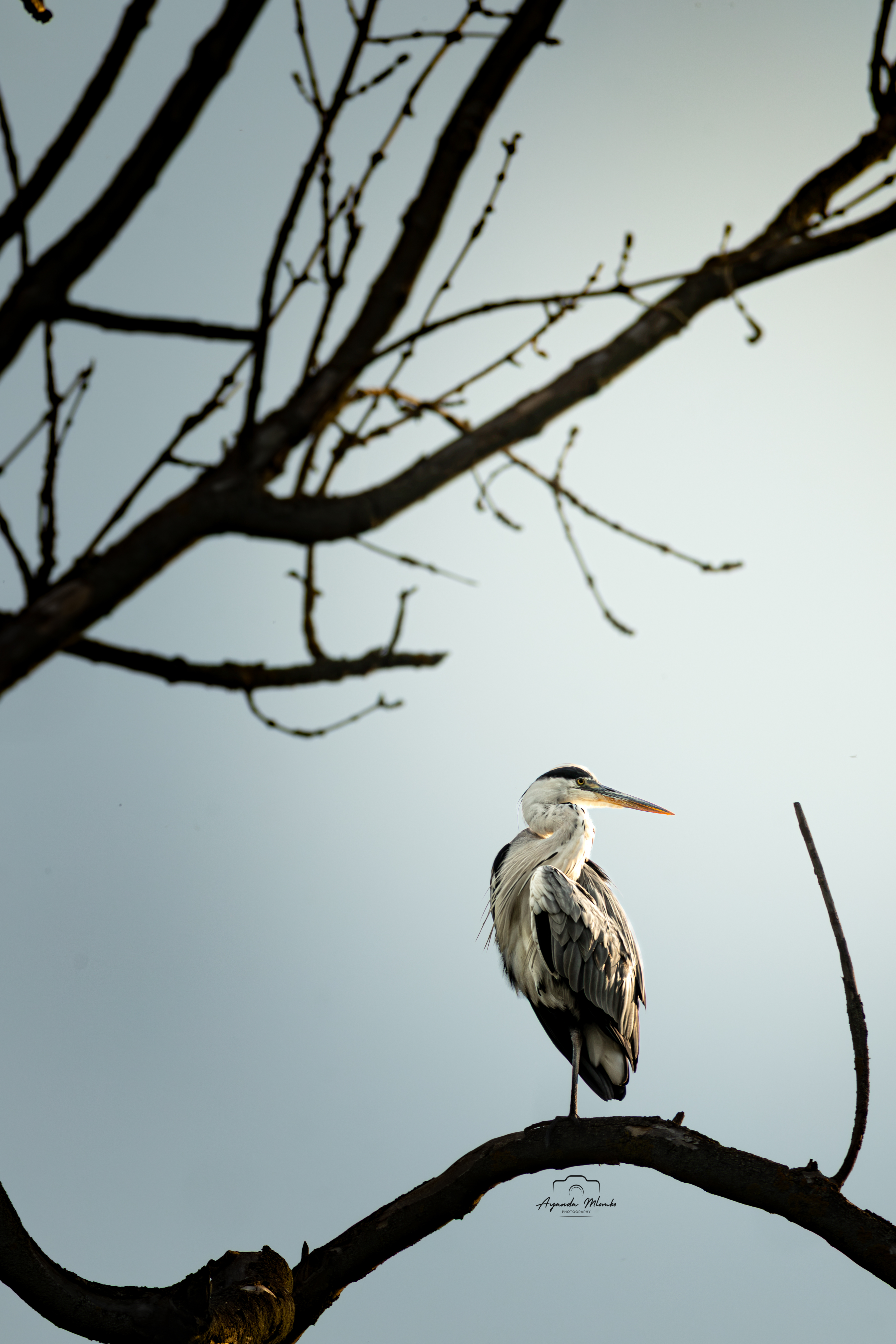 Blue Heron